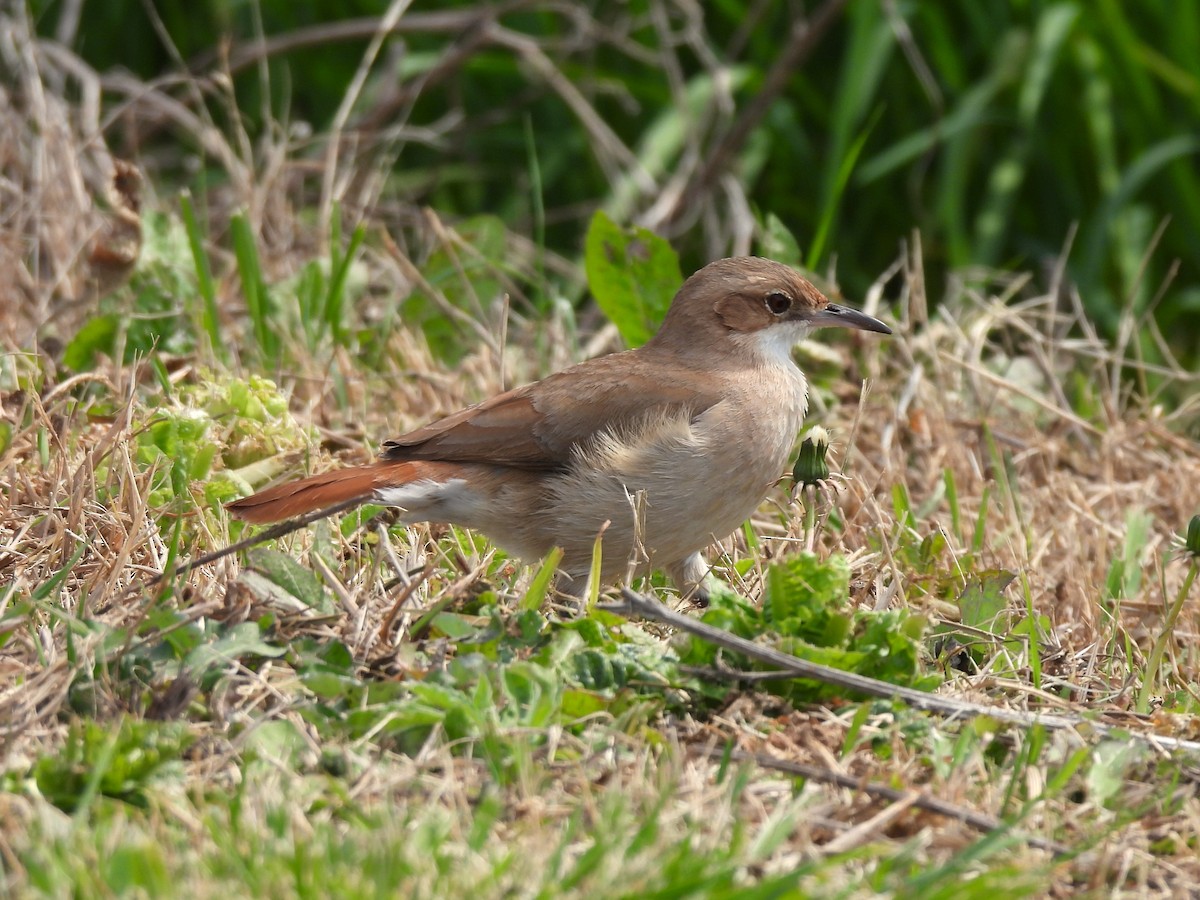 Rufous Hornero - ML623507554