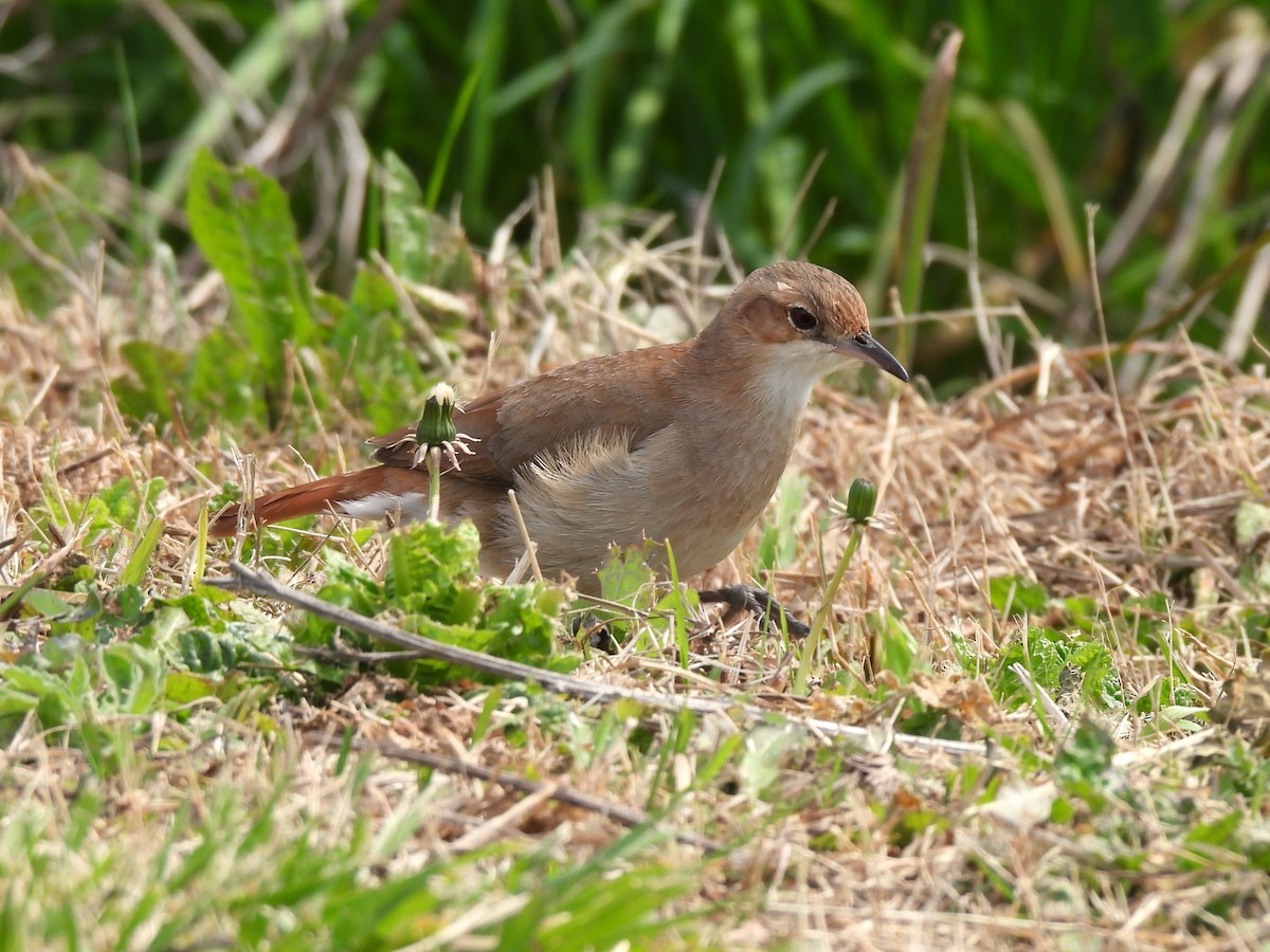 Rufous Hornero - ML623507555