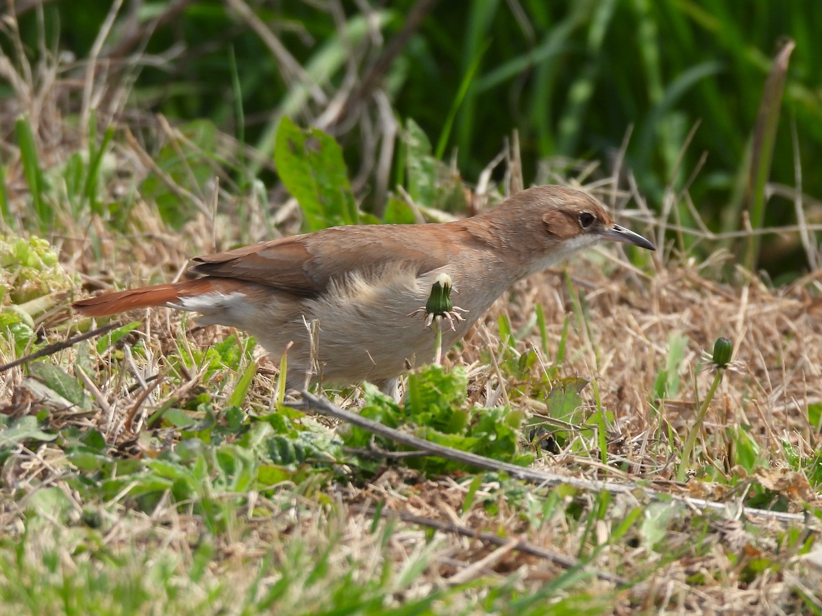 Rufous Hornero - ML623507556