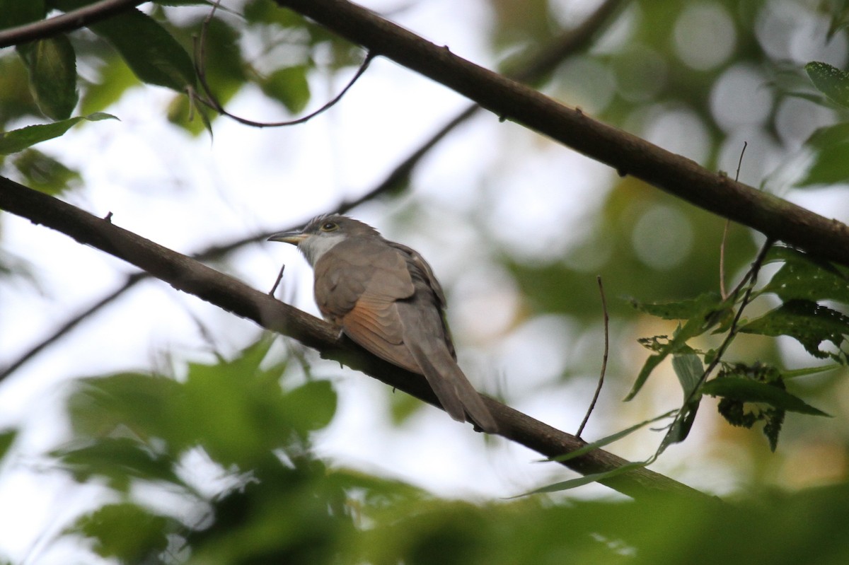 Yellow-billed Cuckoo - ML623507570