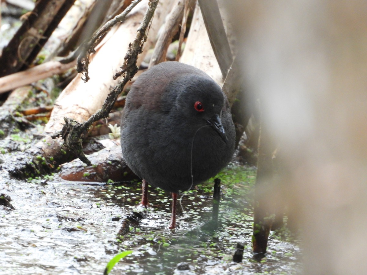 Spotless Crake - troy and karyn zanker