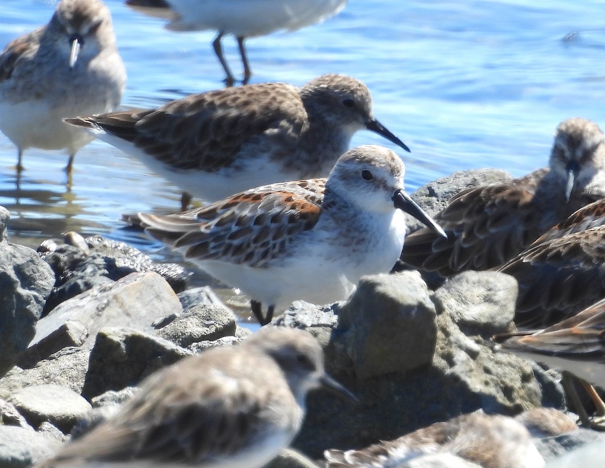 Western Sandpiper - ML623507592