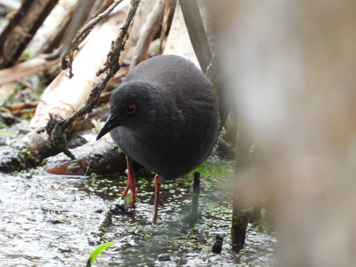 Spotless Crake - ML623507597