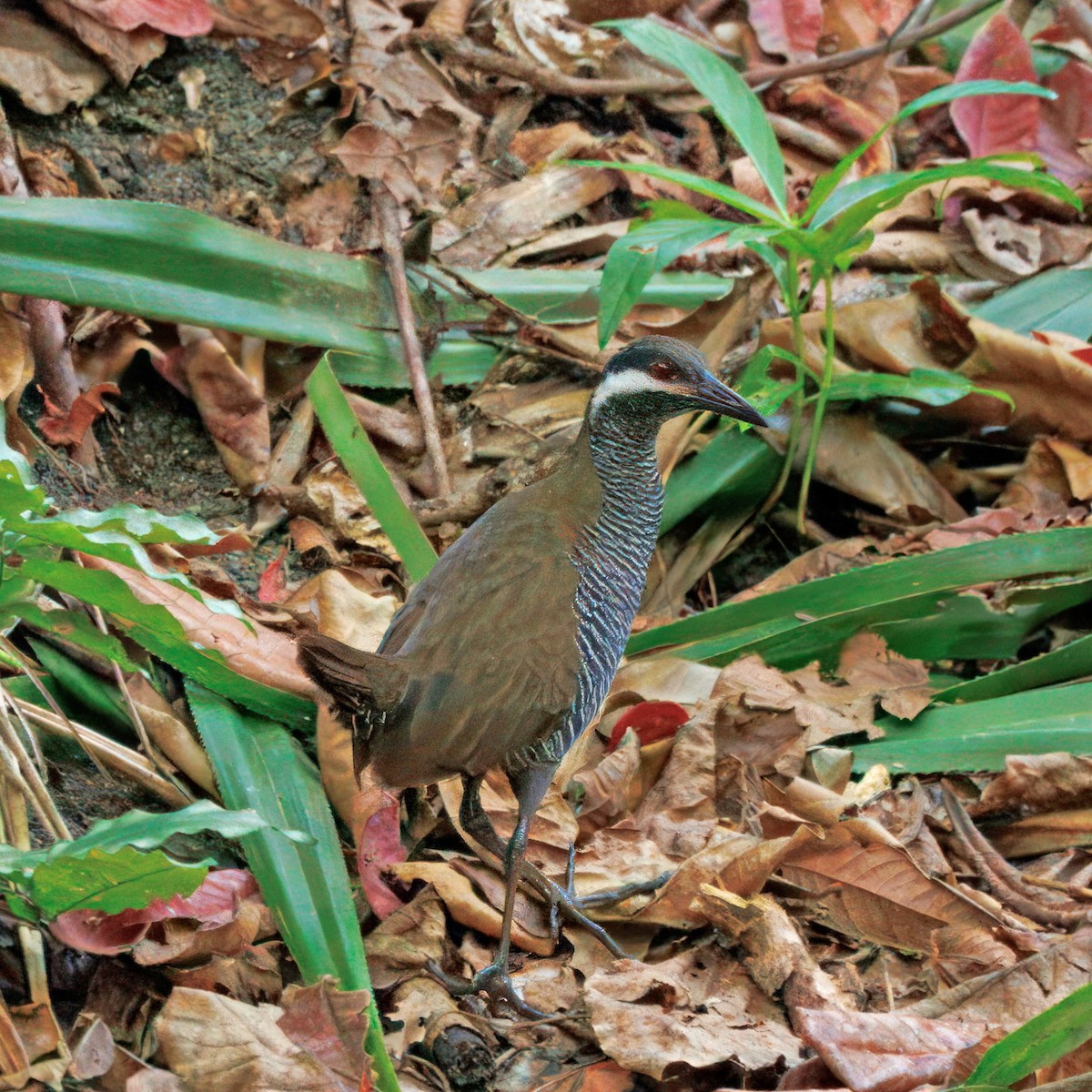 Barred Rail - ML623507598