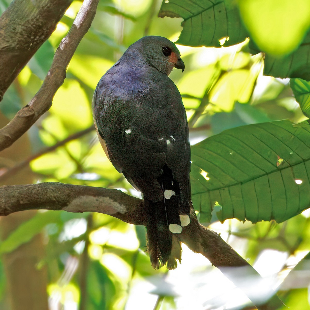 Spot-tailed Goshawk - ML623507601
