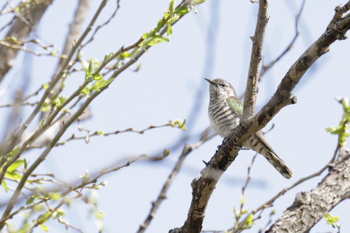 Shining Bronze-Cuckoo - ML623507613