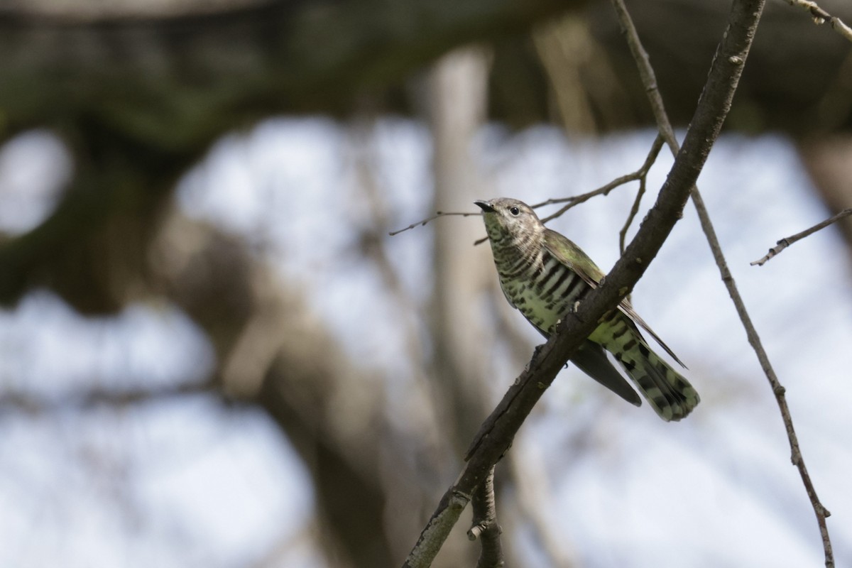 Shining Bronze-Cuckoo - ML623507614