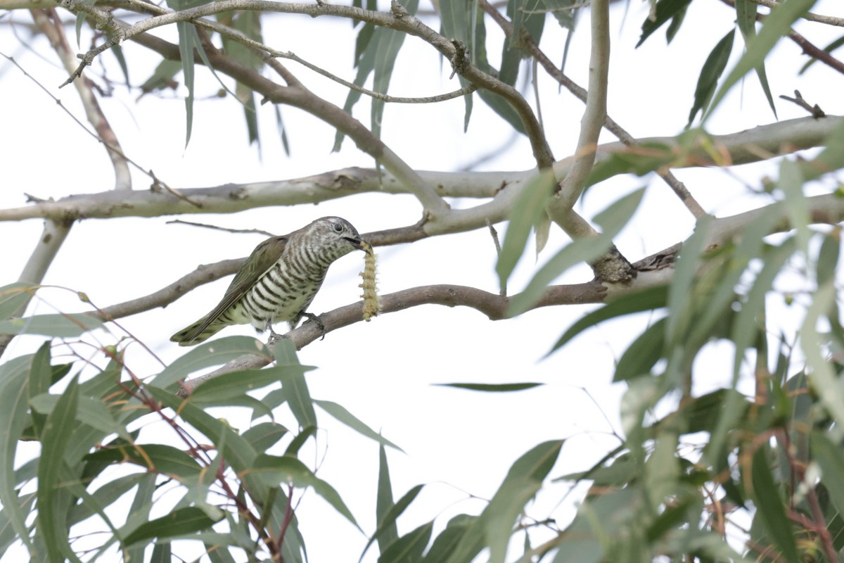 Shining Bronze-Cuckoo - ML623507617