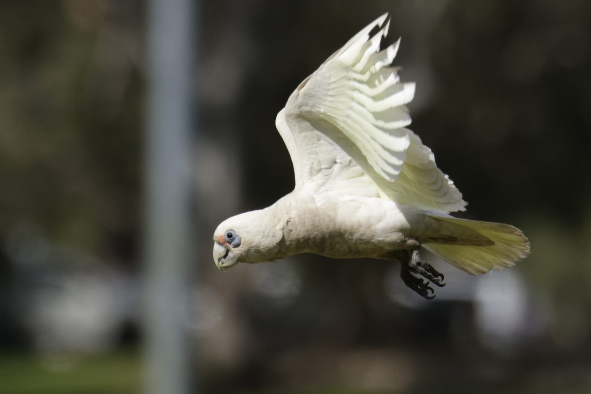 Western Corella - ML623507646