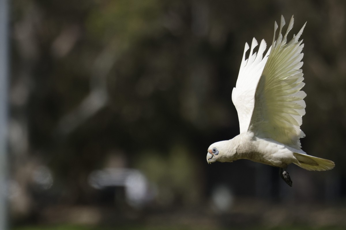 Western Corella - ML623507647