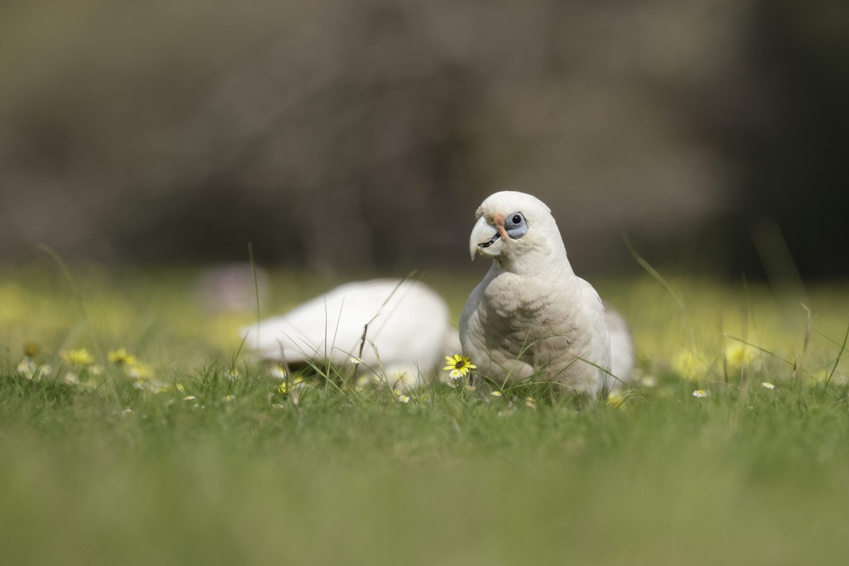 Western Corella - ML623507648