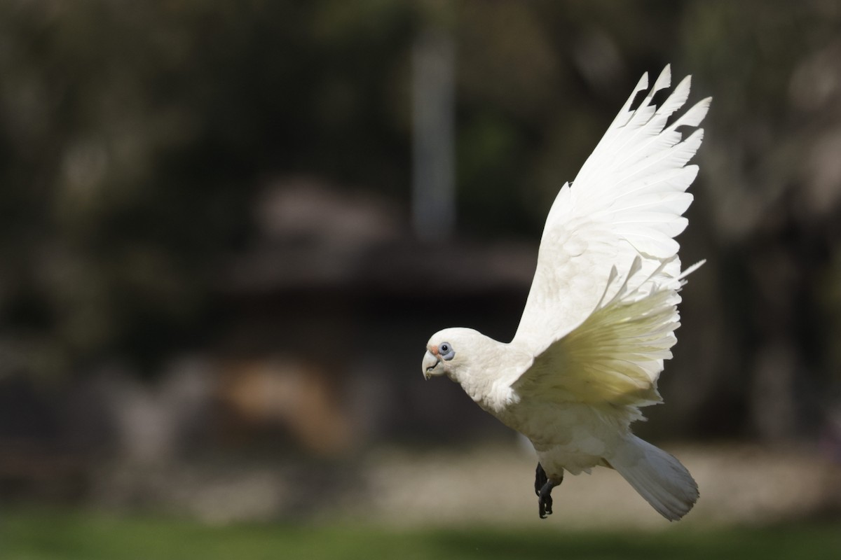 Western Corella - ML623507649