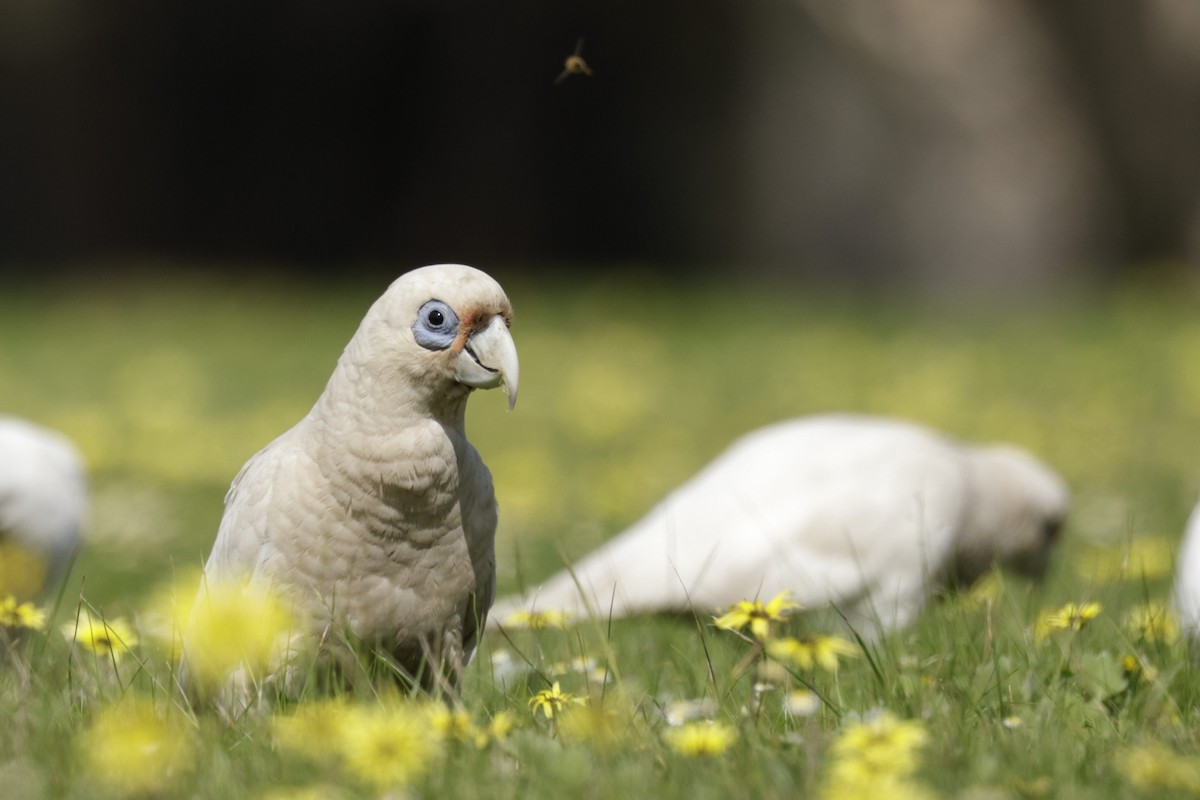 Western Corella - ML623507650