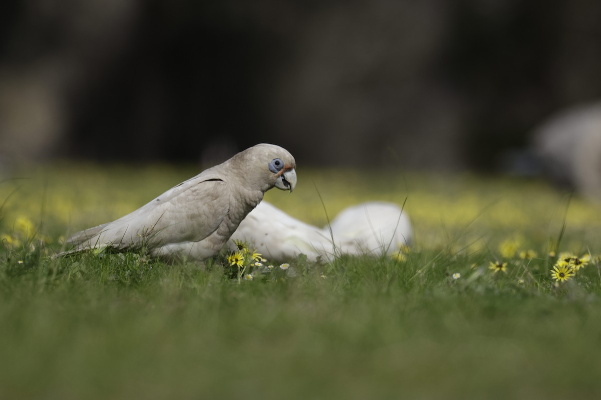 Western Corella - ML623507652