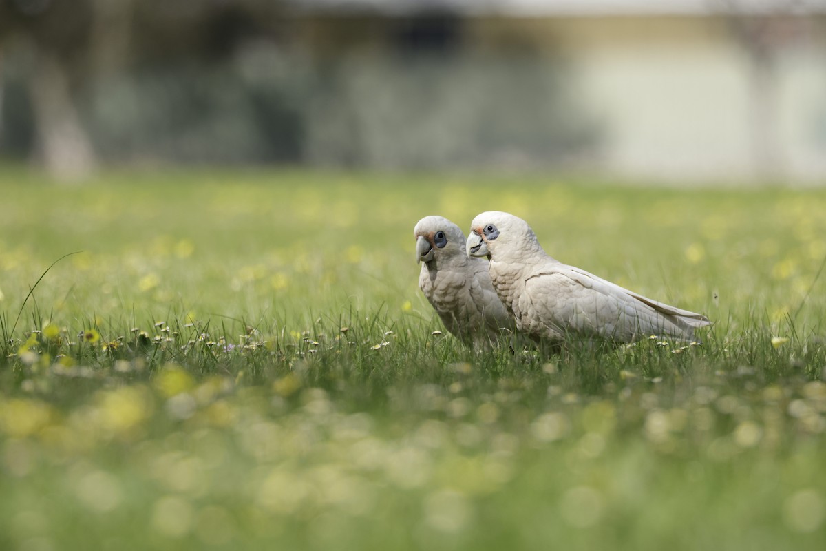 Western Corella - ML623507653