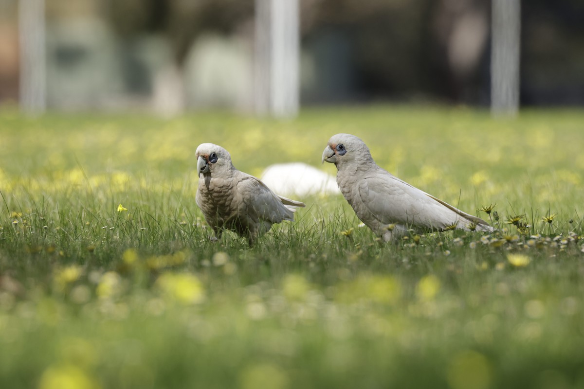 Western Corella - ML623507654