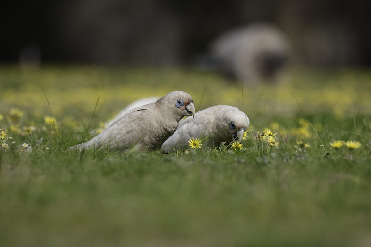 Western Corella - ML623507655