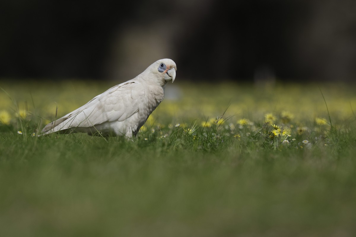 Western Corella - ML623507657