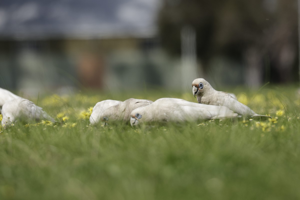 Western Corella - ML623507658