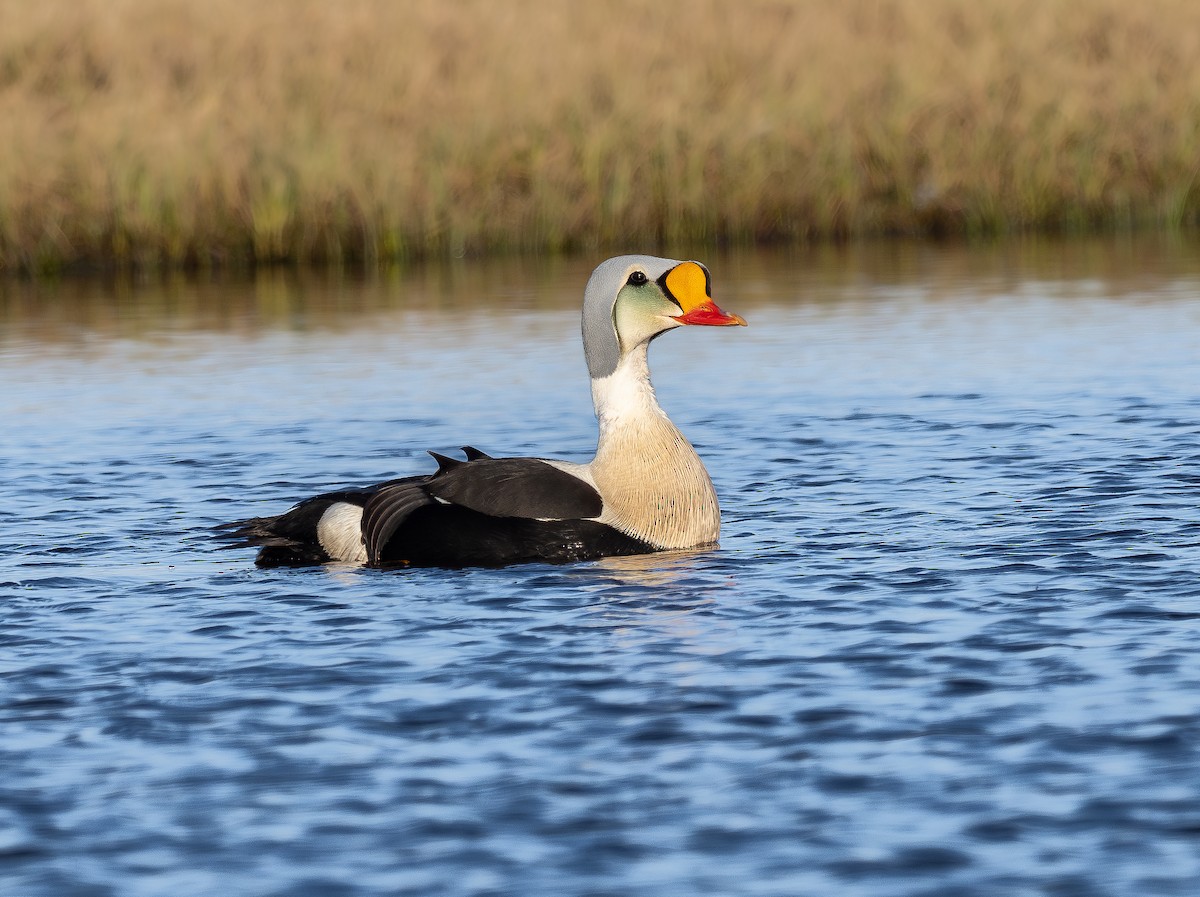 Eider à tête grise - ML623507703