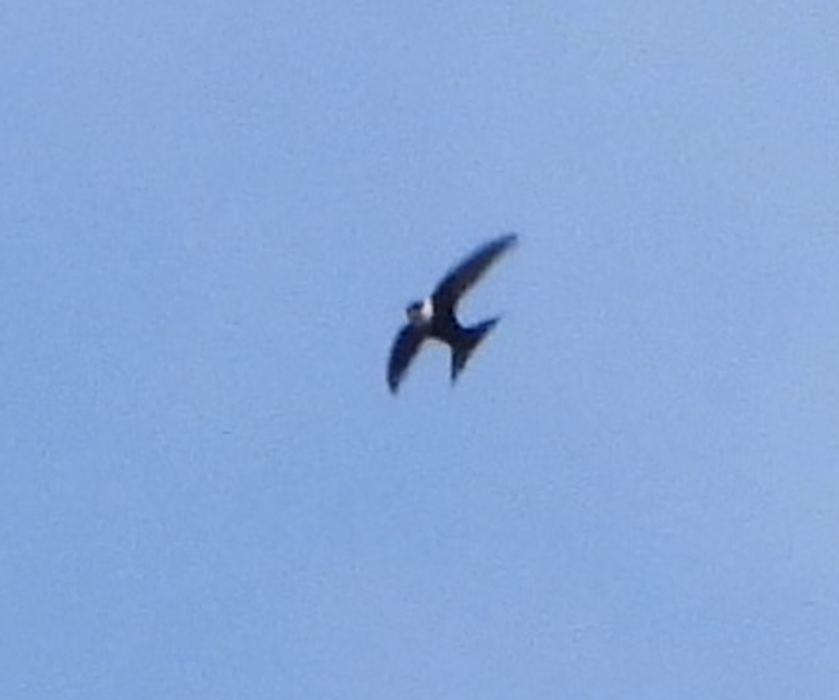 Lesser Swallow-tailed Swift - ML623507712