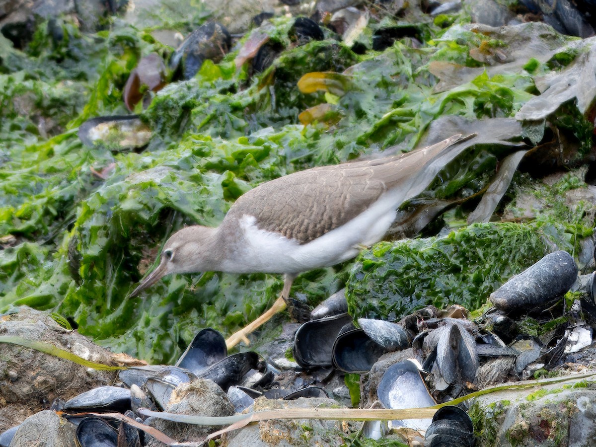 Gray-tailed/Wandering Tattler - ML623507722