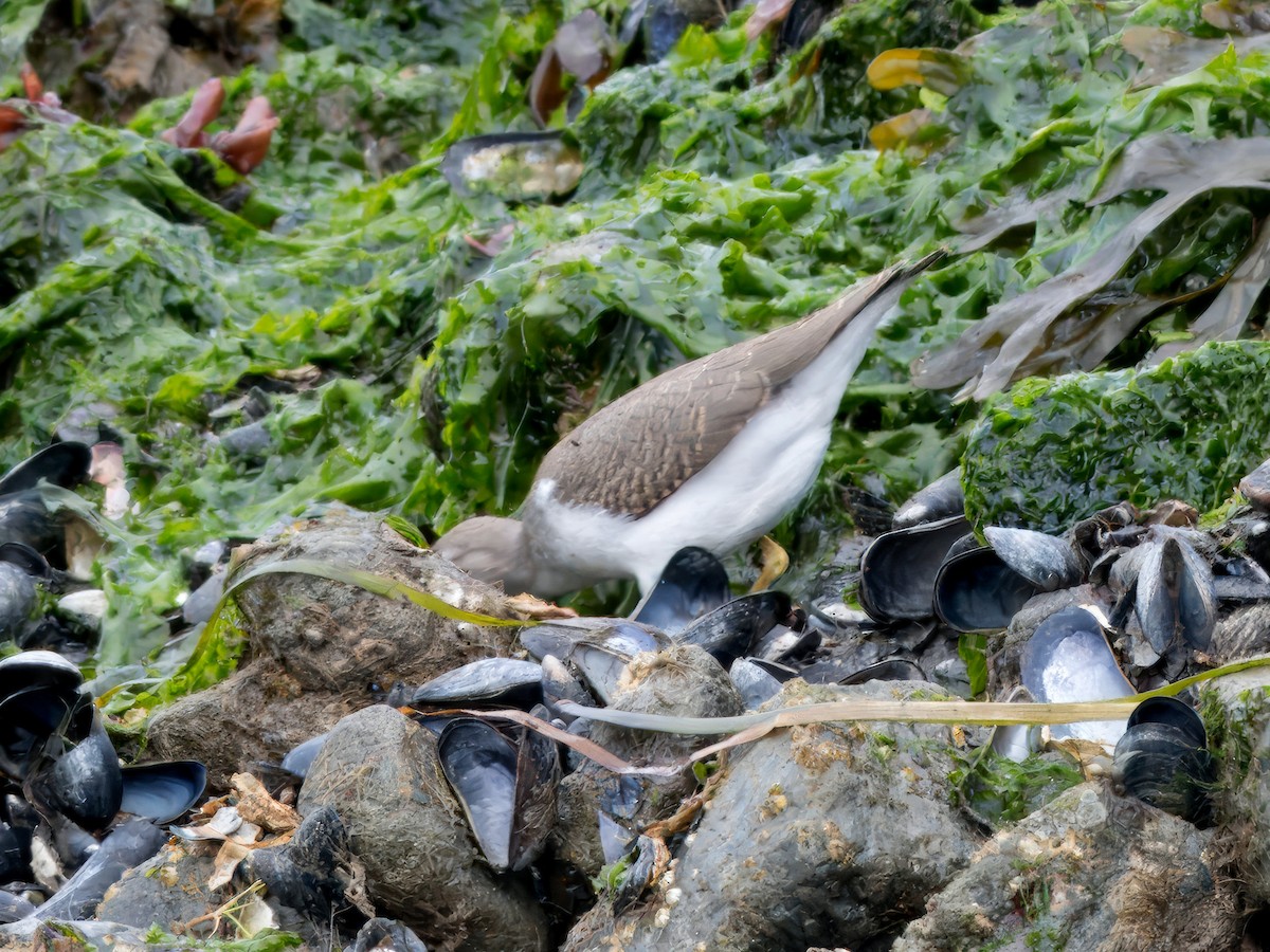 Gray-tailed/Wandering Tattler - ML623507723