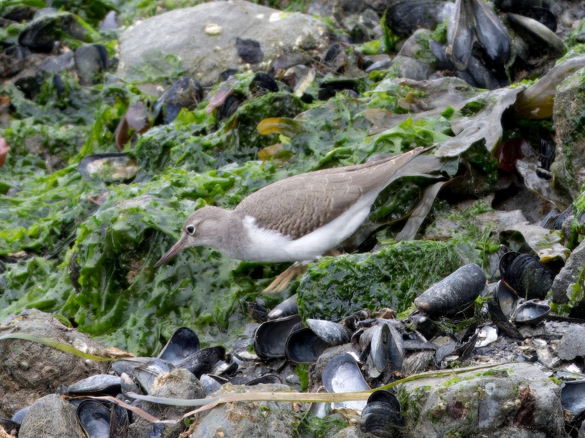 Gray-tailed/Wandering Tattler - ML623507724