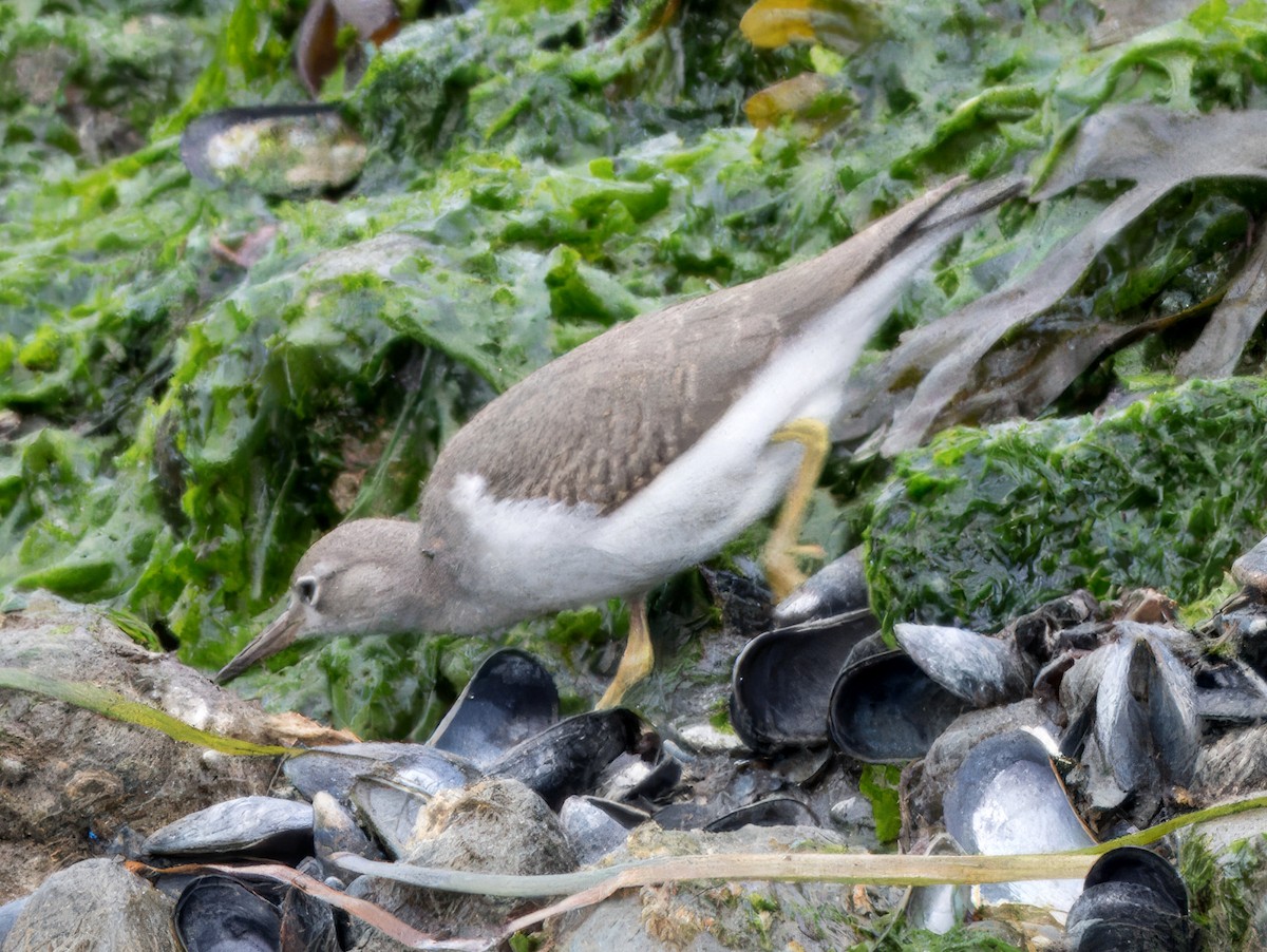 Gray-tailed/Wandering Tattler - ML623507725