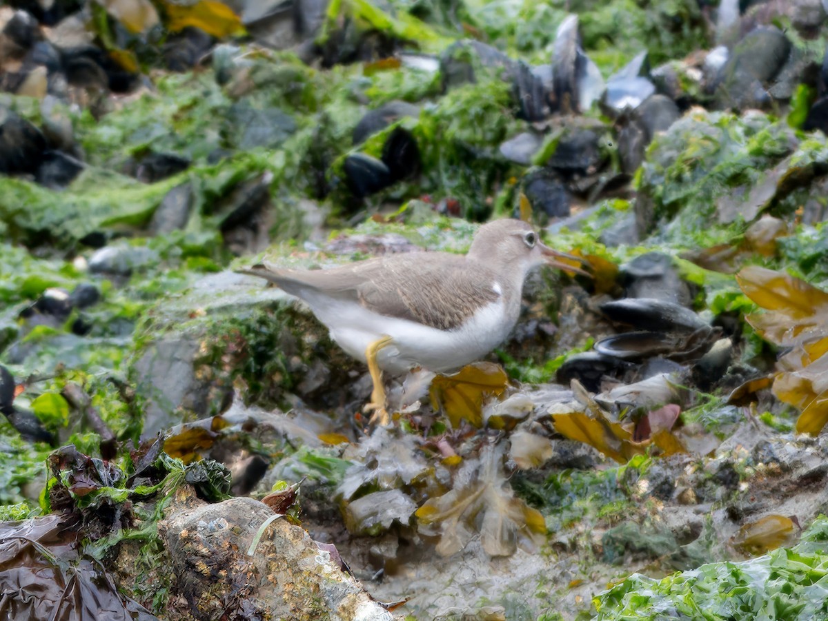 Gray-tailed/Wandering Tattler - Mike Jones