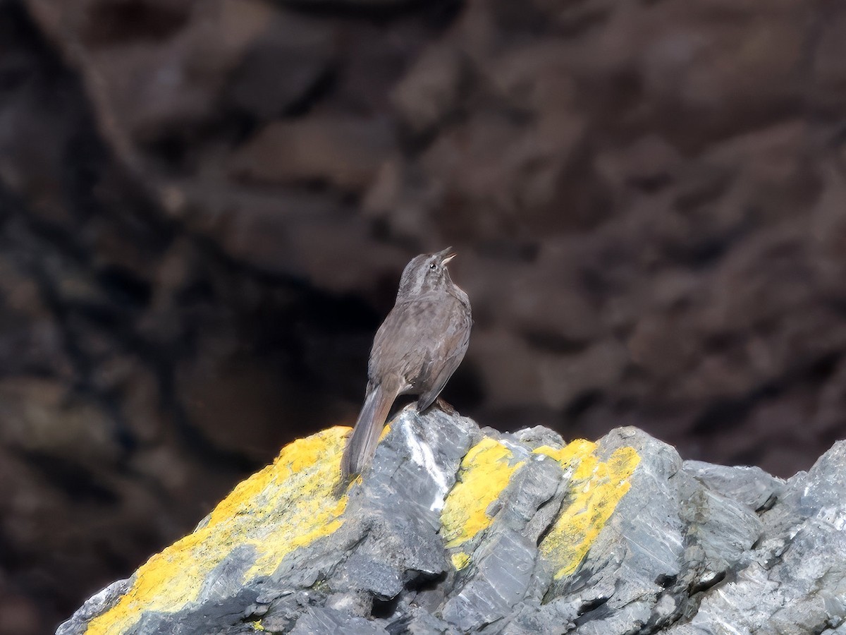 Lincoln's Sparrow - ML623507736