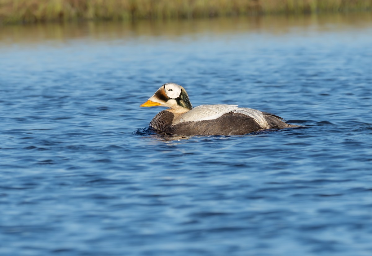 Spectacled Eider - ML623507773