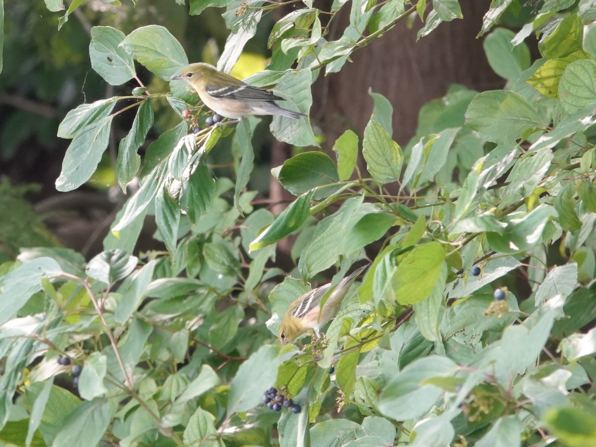 Bay-breasted Warbler - Rex Graham