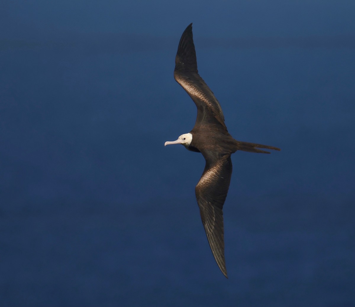 Great Frigatebird - ML623507831