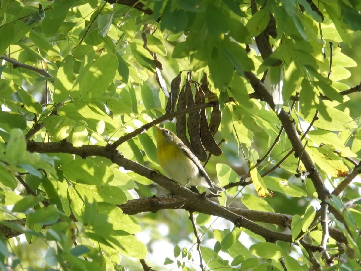 Northern Parula - Rex Graham