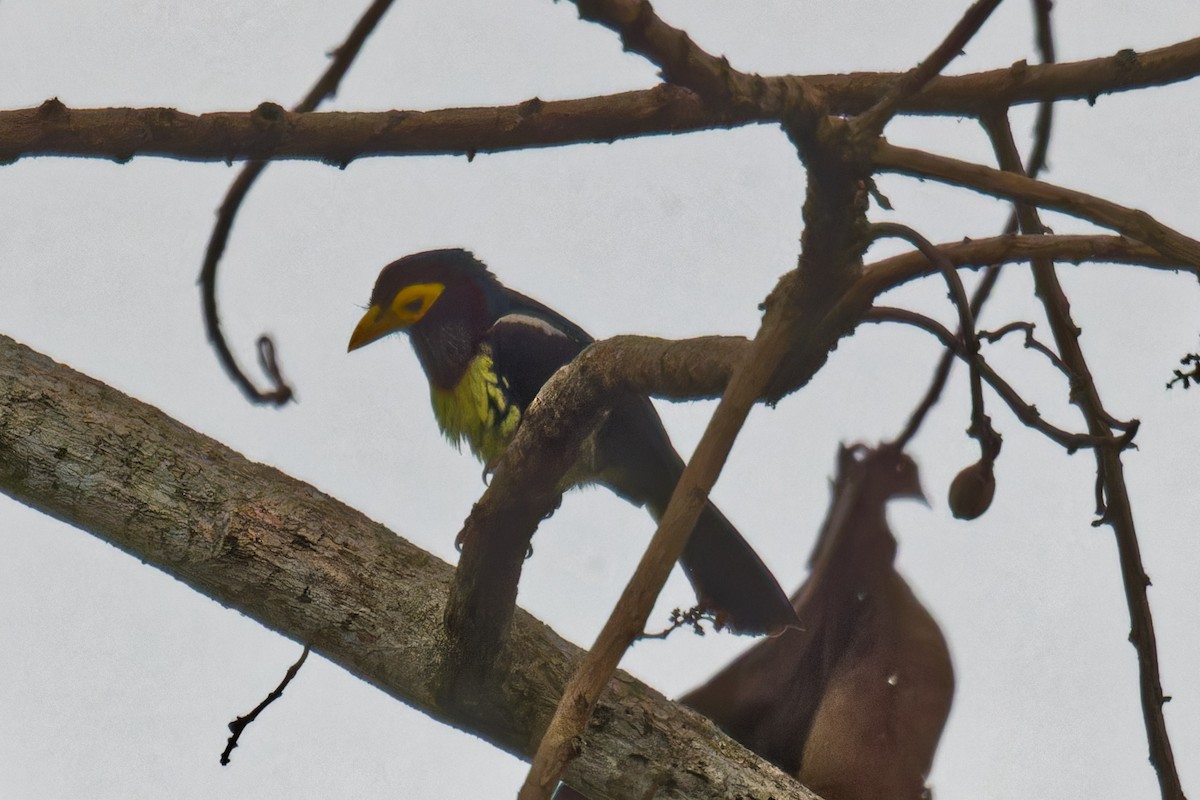 Yellow-billed Barbet - ML623507873