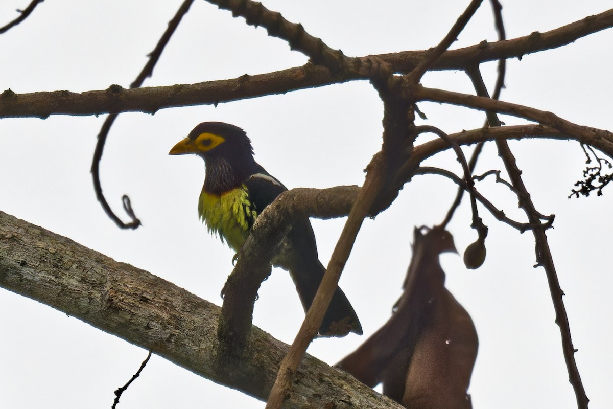 Yellow-billed Barbet - ML623507874