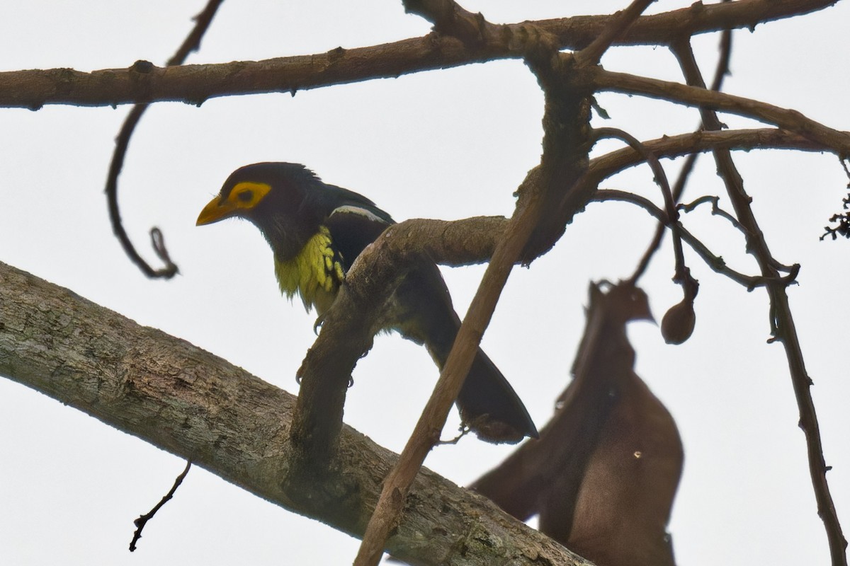 Yellow-billed Barbet - ML623507875