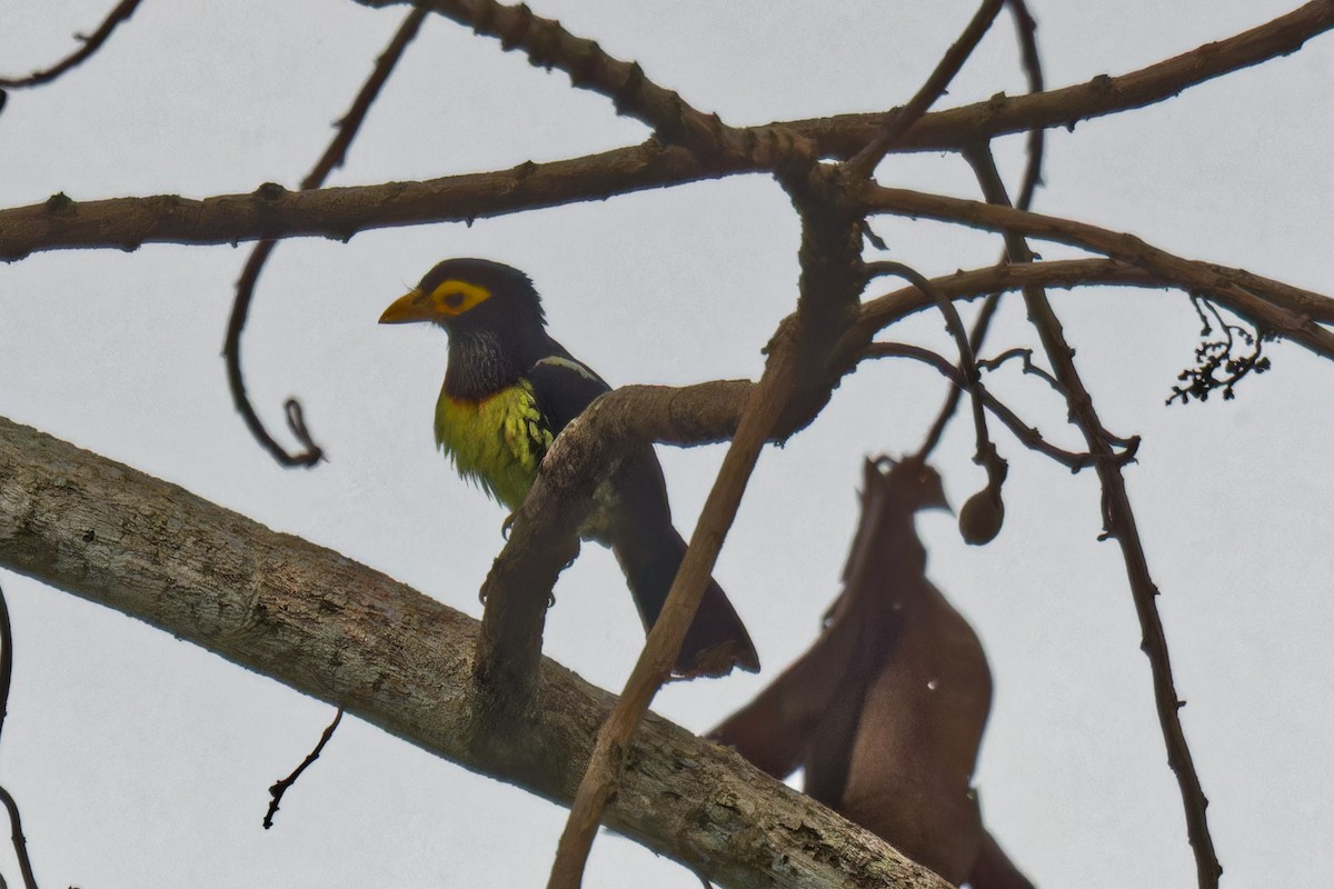 Yellow-billed Barbet - ML623507876