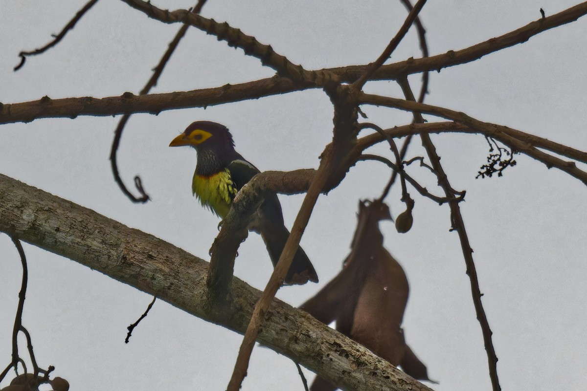 Yellow-billed Barbet - ML623507877