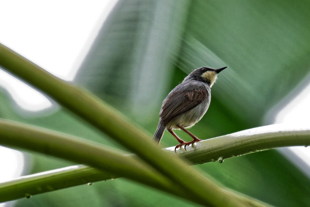 White-chinned Prinia - ML623507884