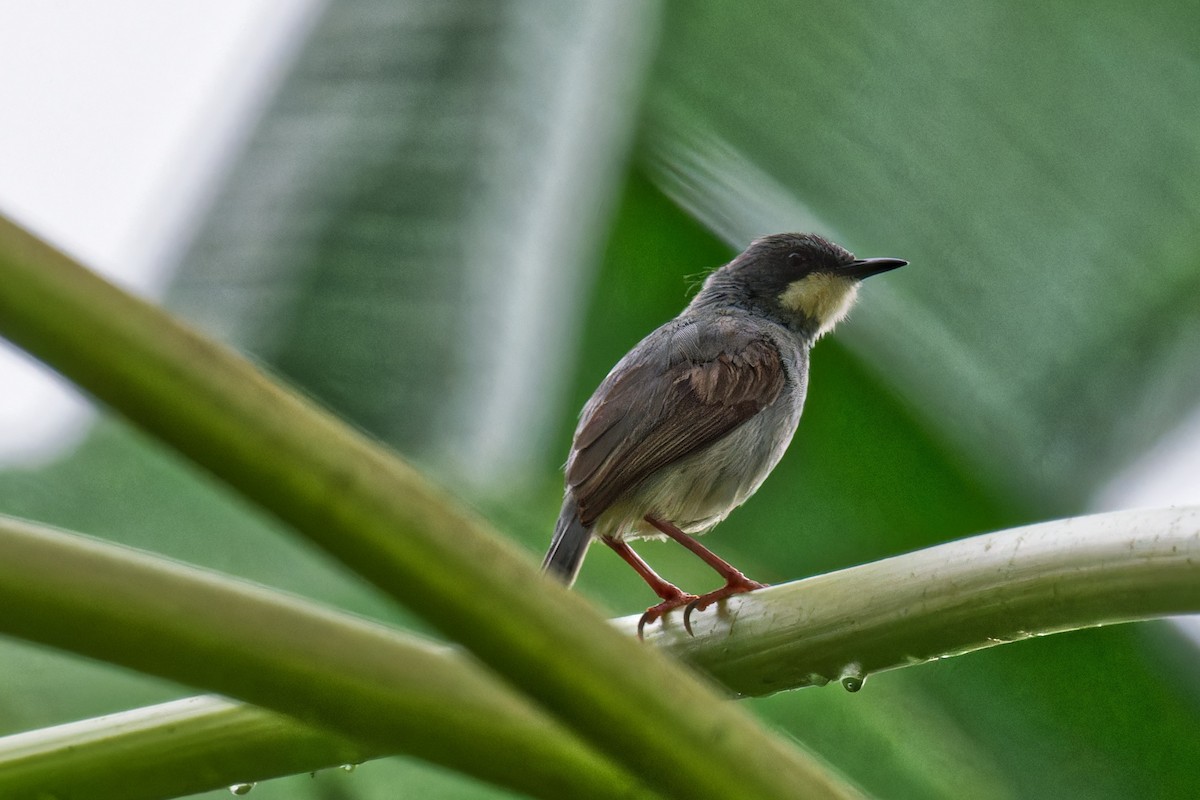 White-chinned Prinia - ML623507885