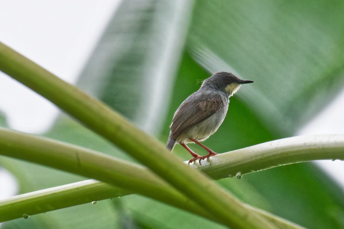 White-chinned Prinia - ML623507886