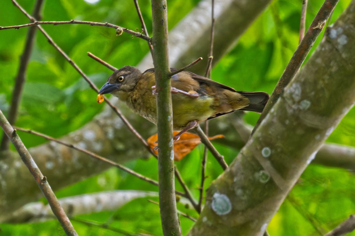 Honeyguide Greenbul - ML623507928