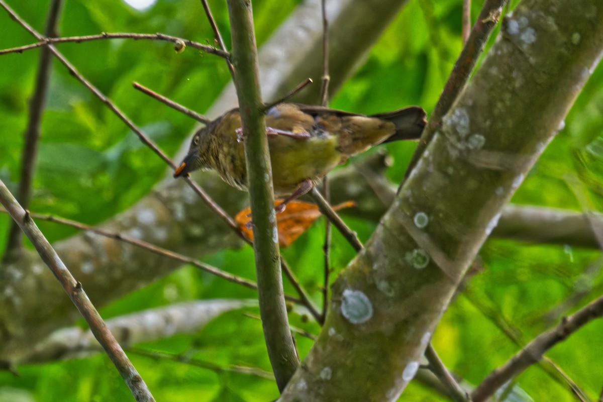 Honeyguide Greenbul - ML623507929