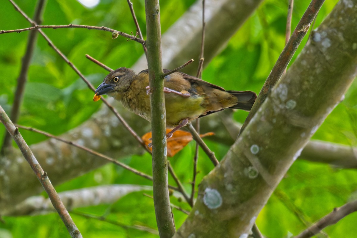 Honeyguide Greenbul - ML623507930