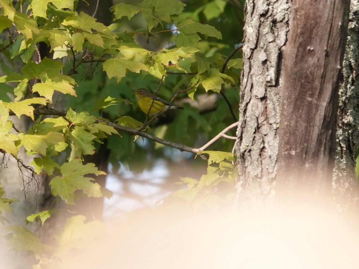 Magnolia Warbler - Rex Graham