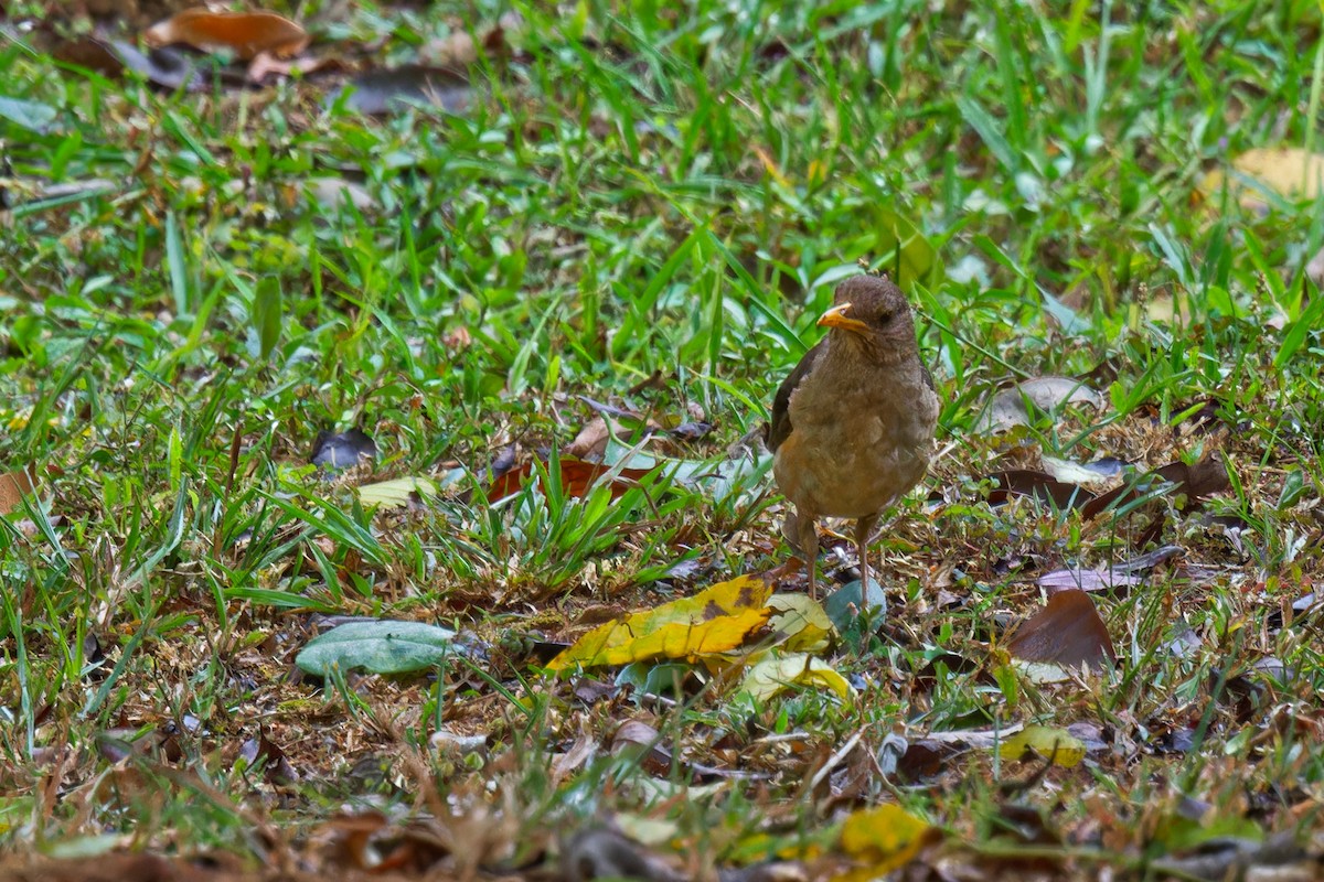 African Thrush - ML623507996