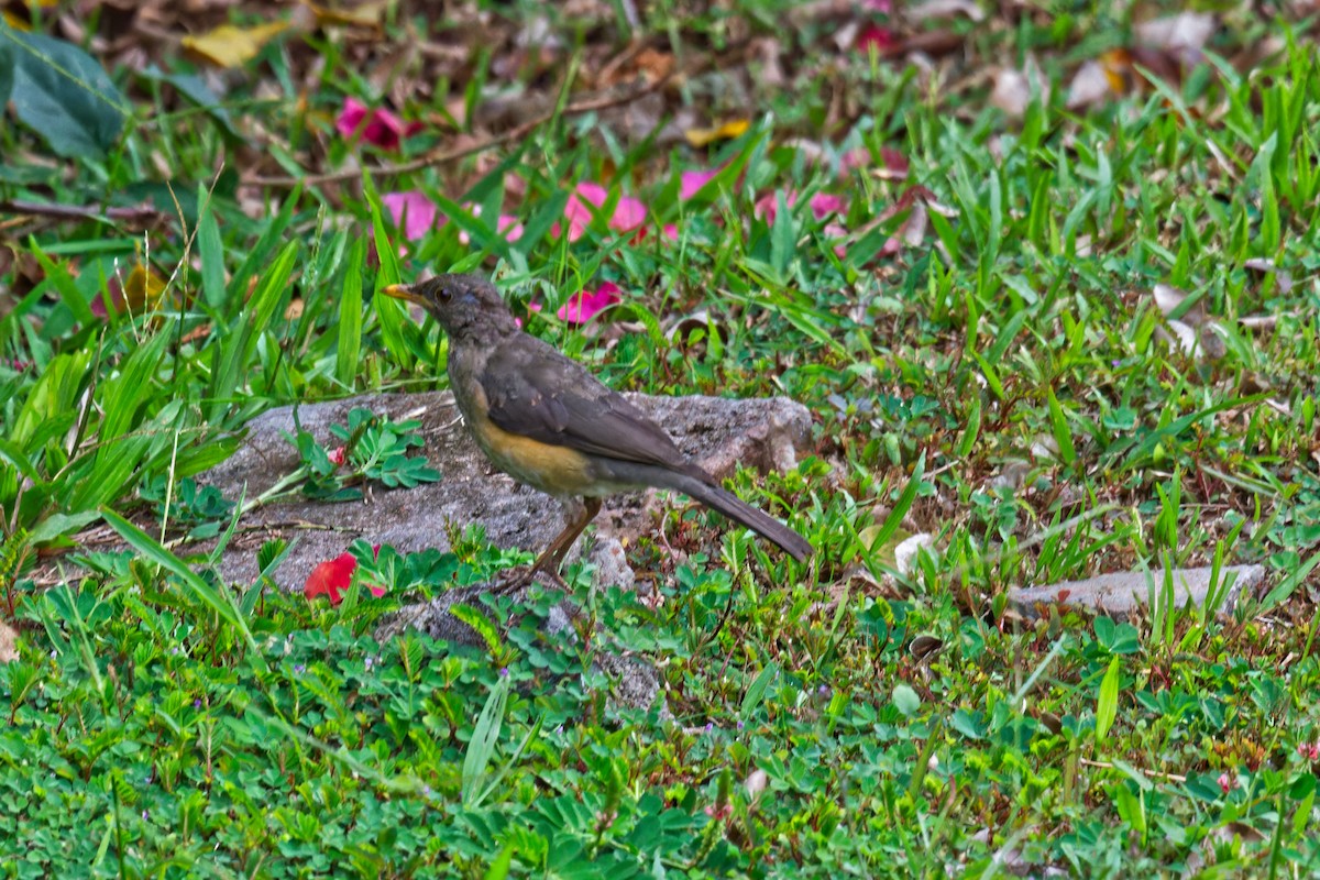 African Thrush - FELIX-MARIE AFFA'A