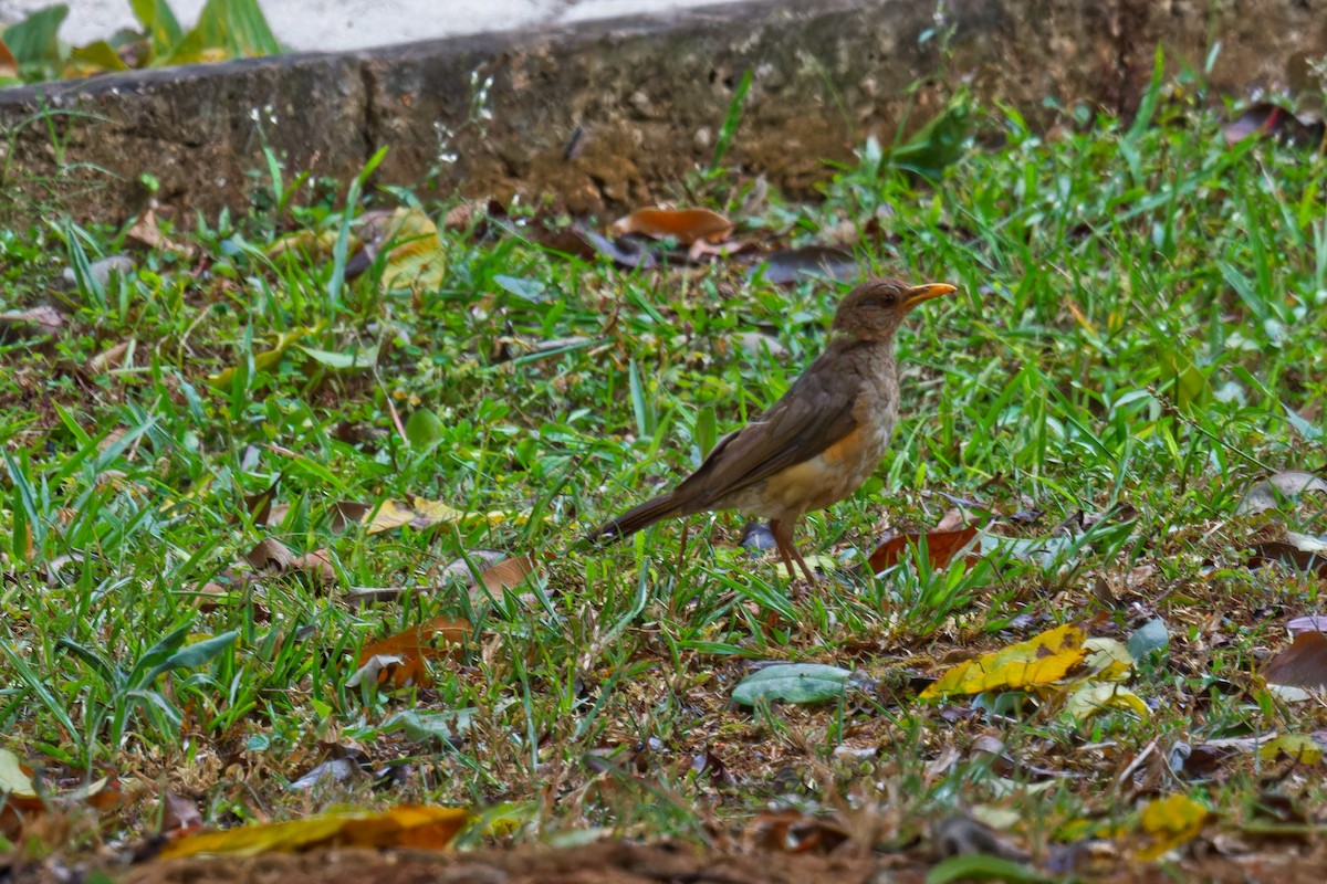 African Thrush - ML623507998